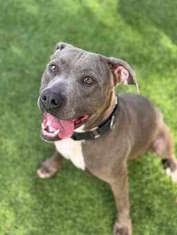 Lavender - Thumbnail 1