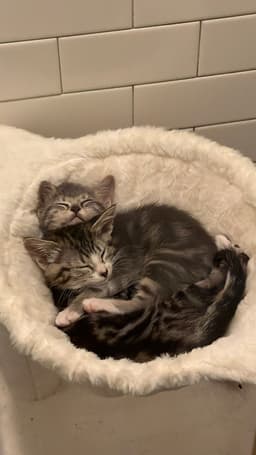 Juno And Her Kittens - Thumbnail 1