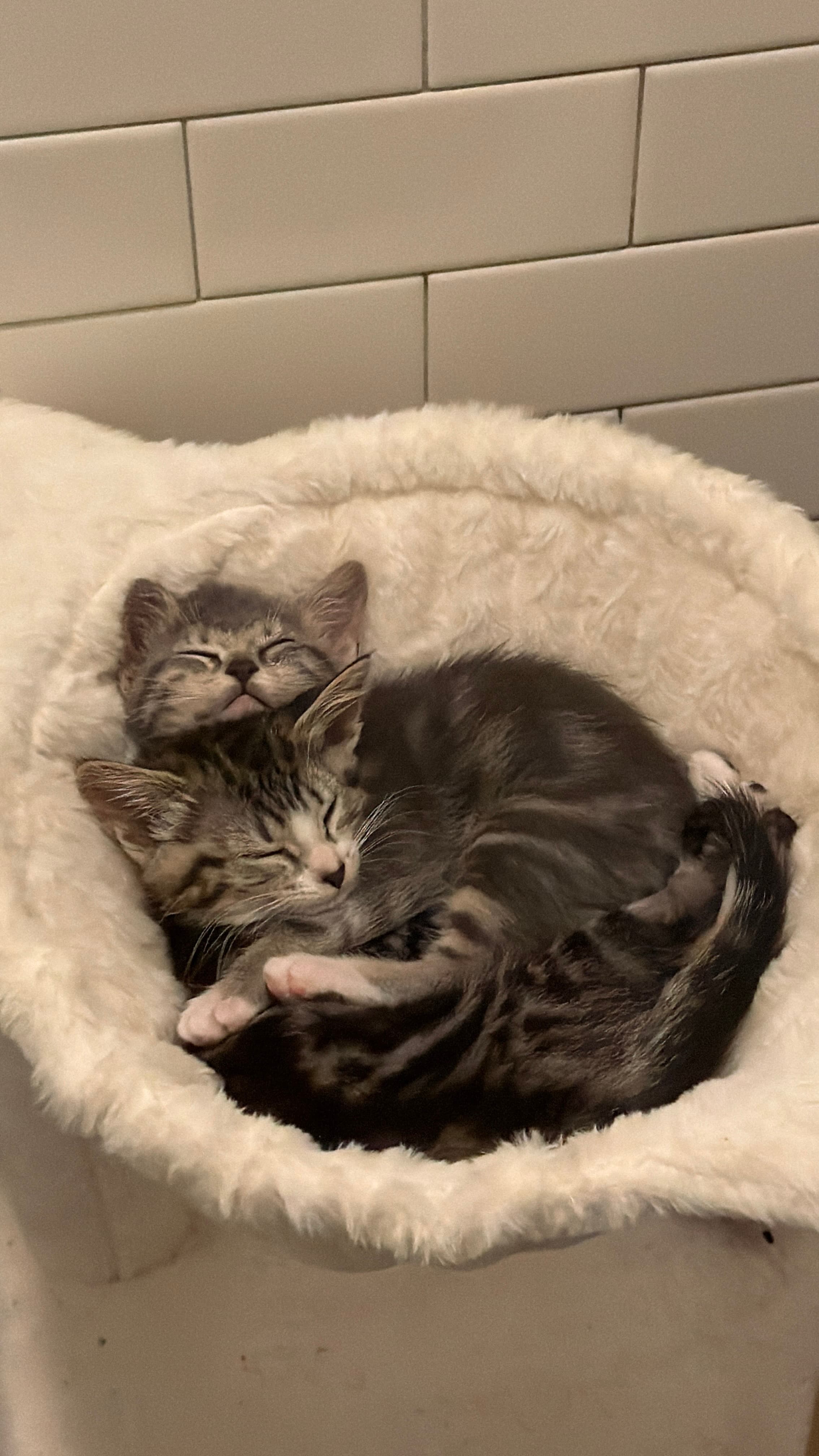 Juno And Her Kittens - Photo 1