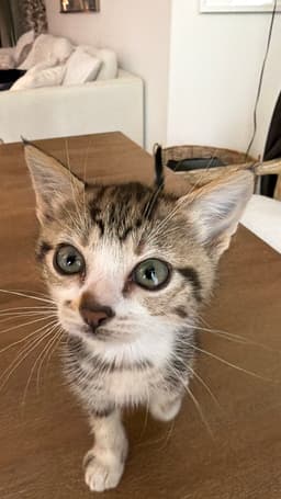 Juno And Her Kittens - Thumbnail 6