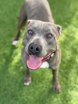 Lavender - Thumbnail 4