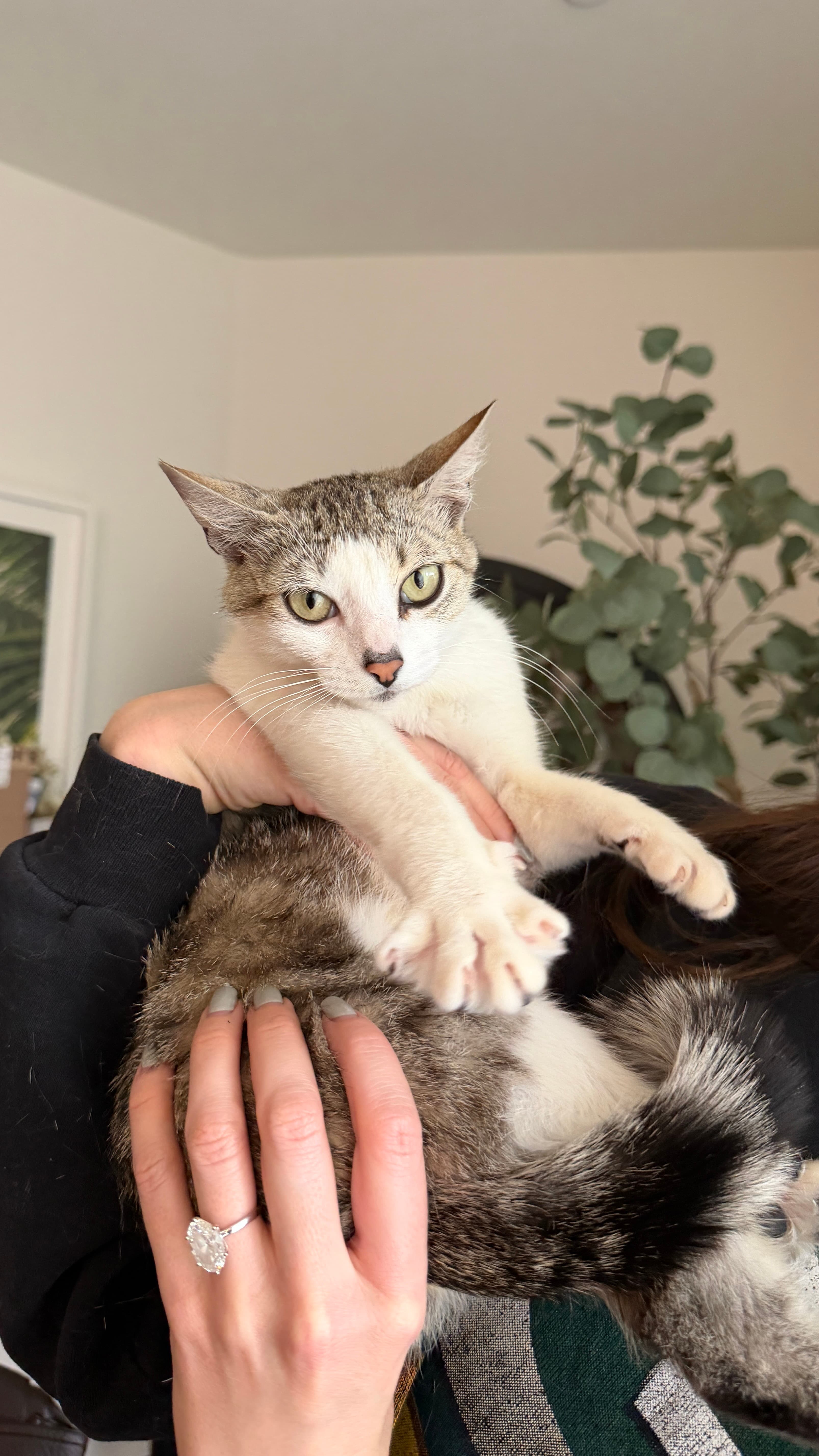 Juno And Her Kittens - Photo 3