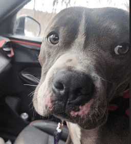 Hunter - Thumbnail 3