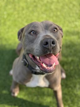 Lavender - Thumbnail 3