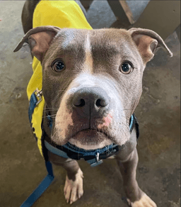 Hunter - Thumbnail 2