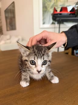 Juno And Her Kittens - Thumbnail 4