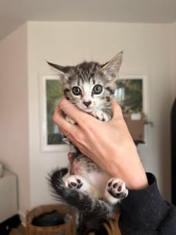 Juno And Her Kittens - Thumbnail 5