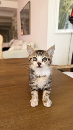 Juno And Her Kittens - Thumbnail 7