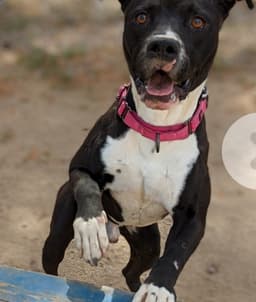 Steven - Thumbnail 3