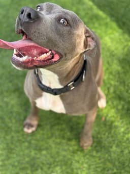 Lavender - Thumbnail 6