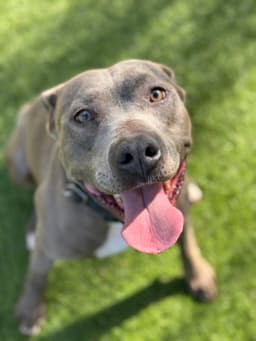 Lavender - Thumbnail 2