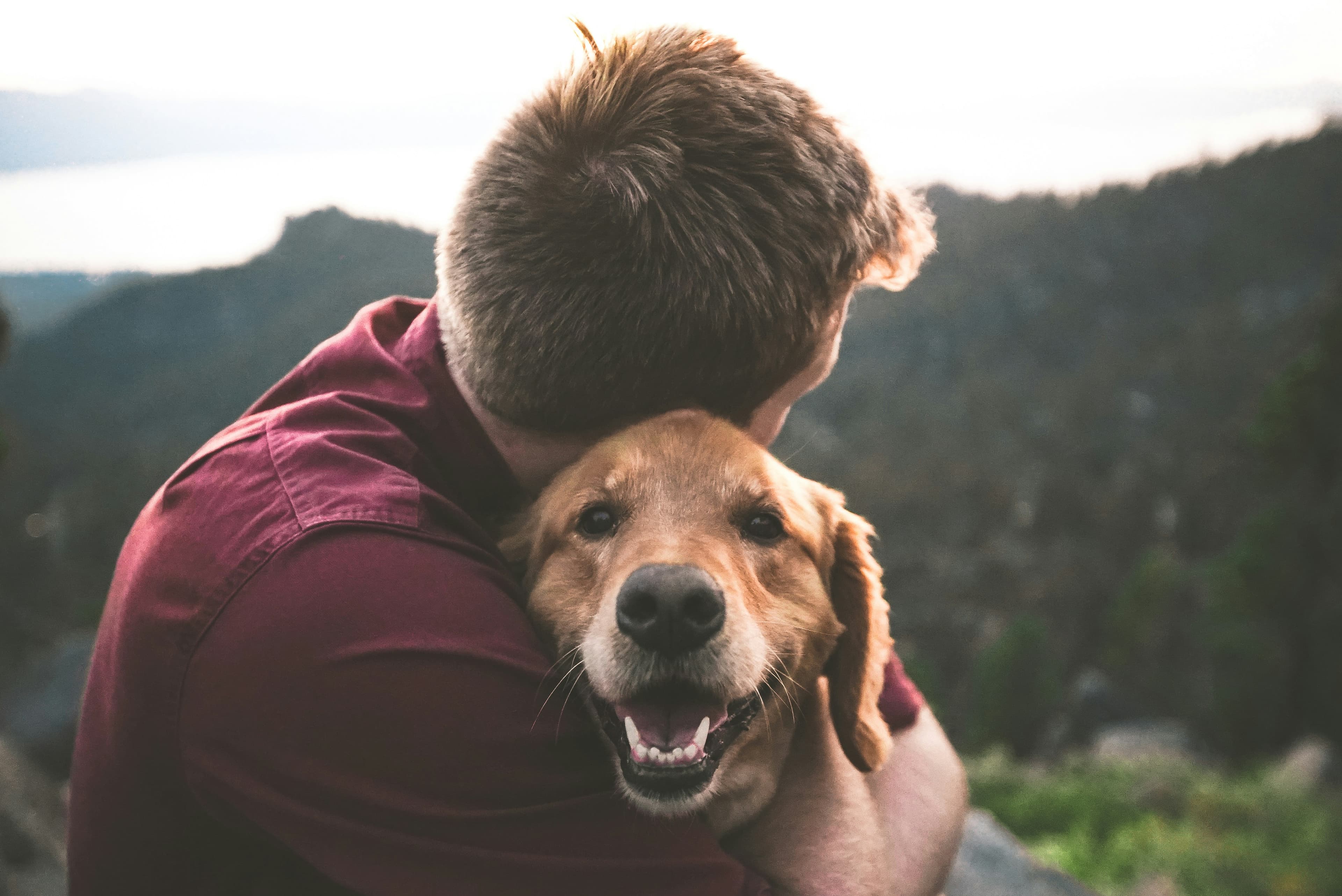 Person hugging a happy golden dog