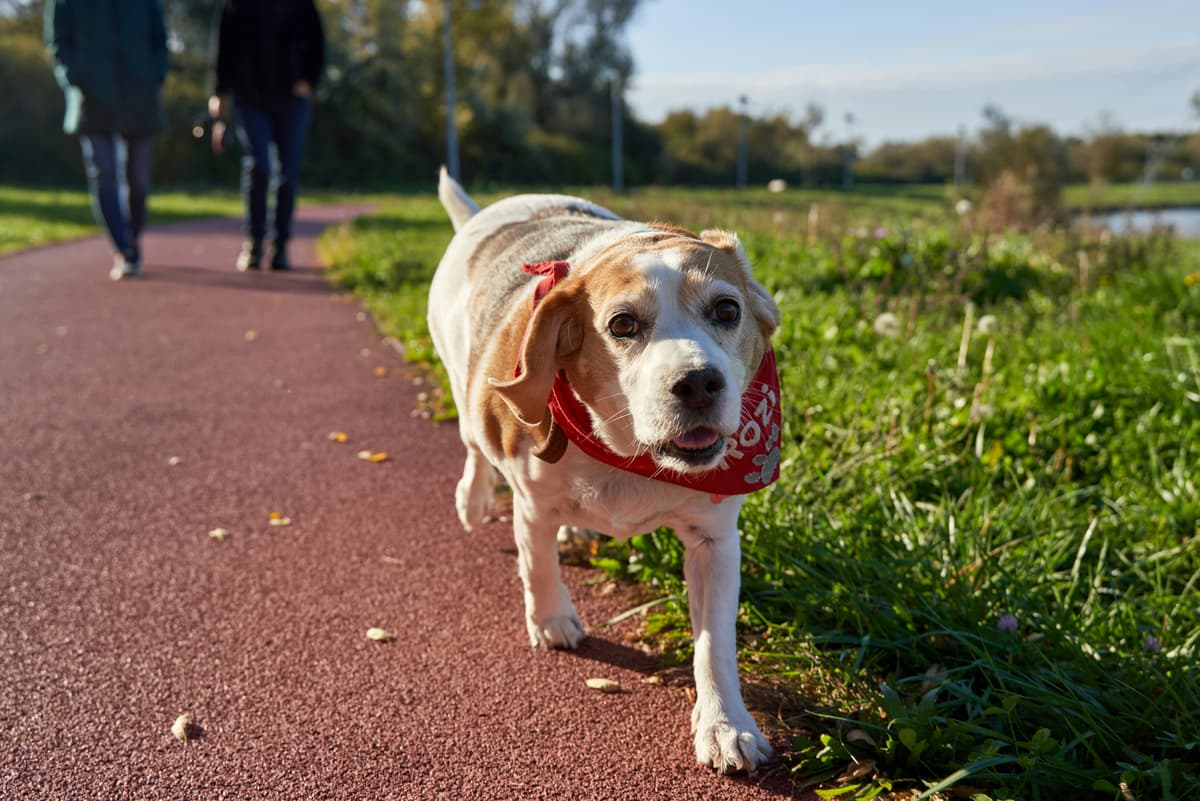 Beagle walking on a path wearing a red bandana
